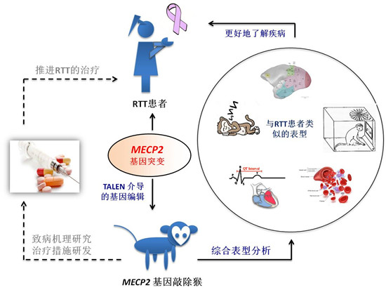 国际顶级期刊《Cell》刊登公司专家团队重大研究成果